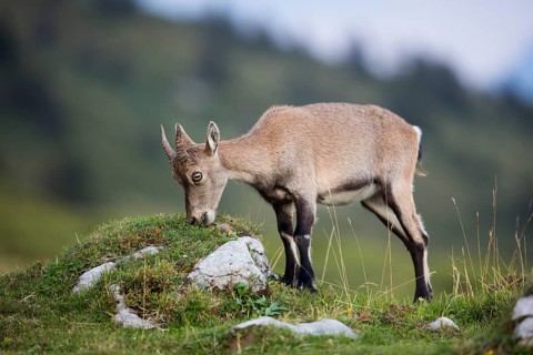 Alpine Ibex (Capra ibex) feeding