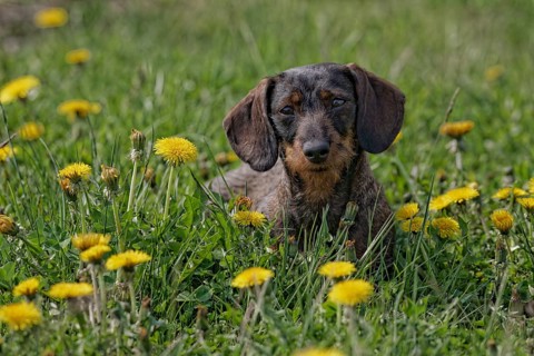 Dwarf-bellied dachshund