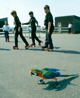 Ara on roller skates