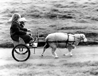 A sheep pulling cart with children