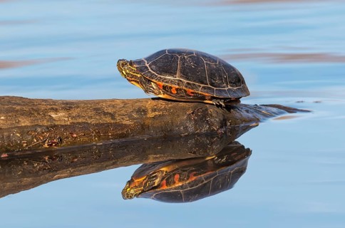 Eastern Painted Turtle (Chrysemys picta picta) sunbathing at a pond