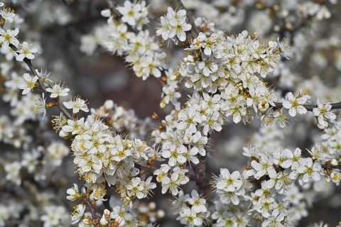 White blossoms
