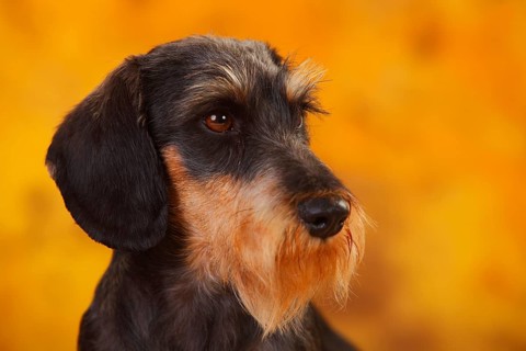 Little Grey-haired Dachshund