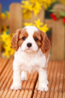 Cavalier King Charles Spaniel