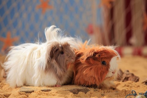 Angora guinea pigs