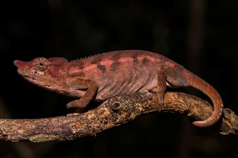 Rhinoceros chameleon (Furcifer rhinoceratus)