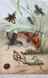 Historical image of various insects