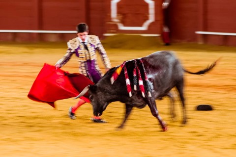 Racing bull with Matador