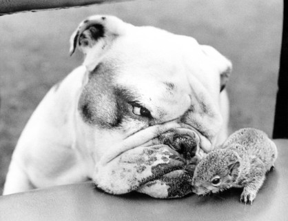 Dog and rodent