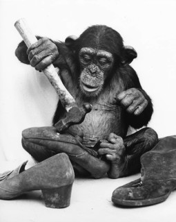 Chimpanzee repairs shoes