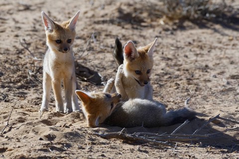Cape foxes (Vulpes chama)