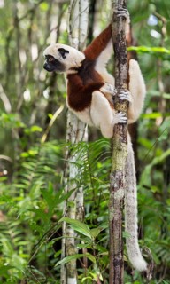 Verreaux's sifaka (Propithecus verreauxi) climbs on tree