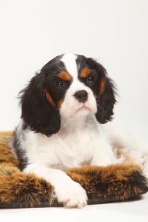 Cavalier King Charles Spaniel