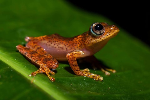 Tree climbing frog species (Boophis pyrrhus) sits on leaf