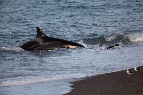 Orca (Orcinus orca) attacking sea lion pups (Otaria flavescens) at the beach