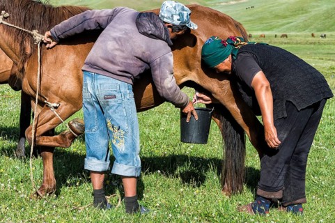 Couple of Kyrgyz nomads milking a mare on mountain pastures