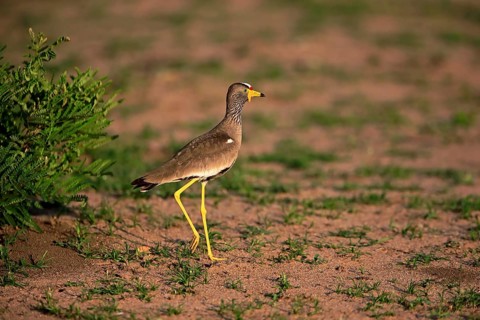 African wattled lapwing (Vanellus senegallus)