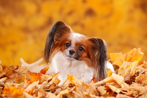 Papillon