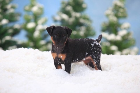 German hunting terrier