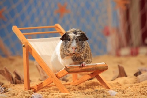 English Crested Guinea Pig