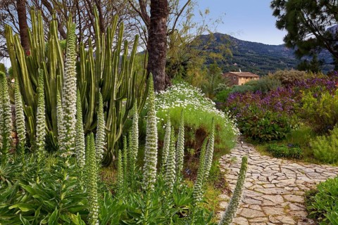 Tower of jewels (Echium simplex)