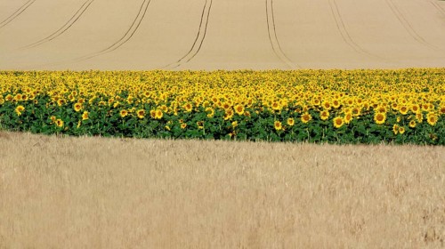 Sunflowers (Helianthus annuus) between corn fields