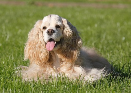 American Cocker Spaniel