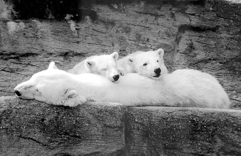 Polar bears