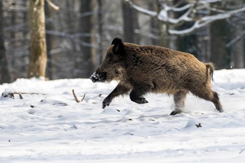 Wild boar (Sus scrofa)
