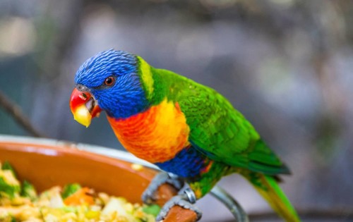 Swainson's Lorikeet (Trichoglossus haematodus moluccanus)