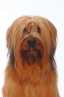Briard