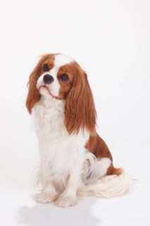 Cavalier King Charles Spaniel