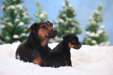 German hunting terrier