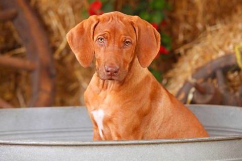 Rhodesian Rigdeback