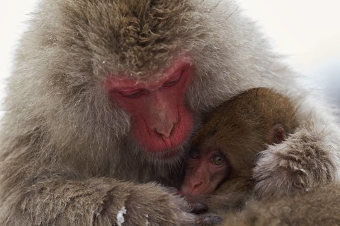 Japanese macaque (Macaca fuscata)