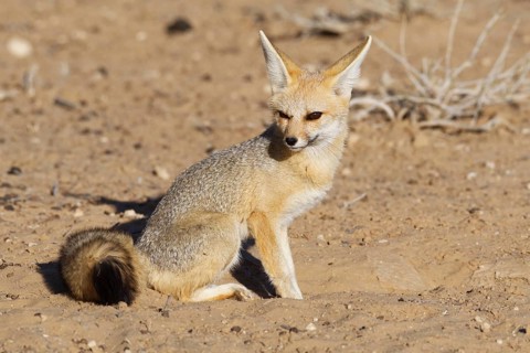 Cape fox (Vulpes chama)