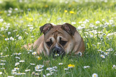 Continental Bulldog