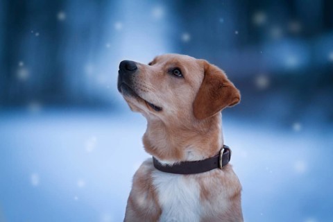 Labrador Mongrel