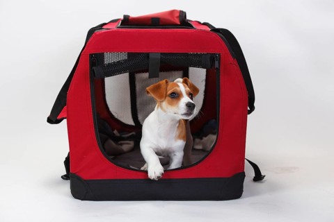 Jack Russell terrier