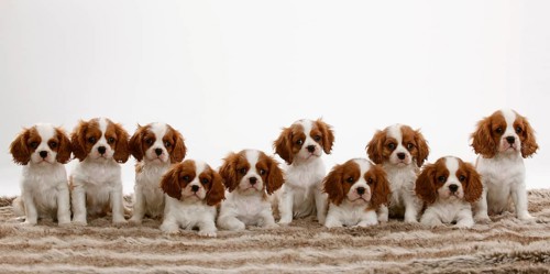Cavalier King Charles Spaniel