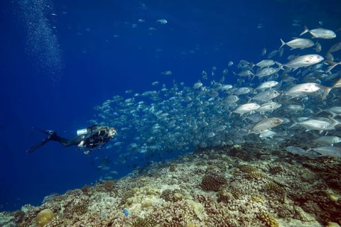 Female scuba diver swims with school of bayads