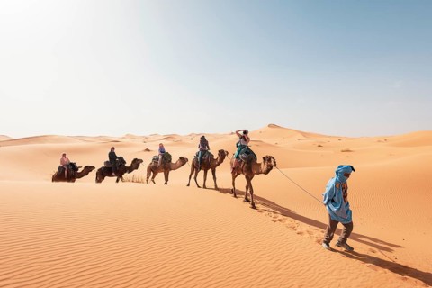Caravan with dromedaries (Camelus dromedarius)