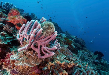 Tube sponge (Haliclona Fascigera) with feather star