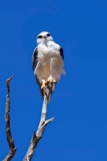 Black-winged kite (Elanus caeruleus) perched on top of a dead tree