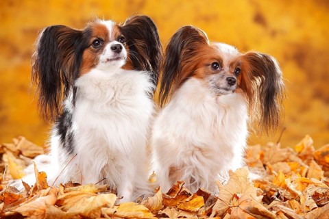 Papillons
