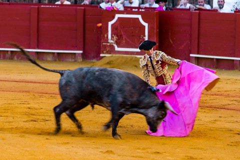 Racing bull with matador