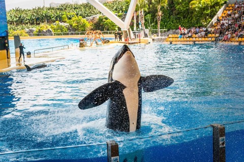 Killer whale (Orcinus orca)
