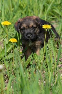 Border Terrier Puppy
