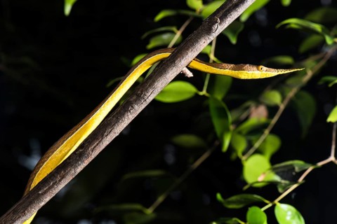 Madagascar Madagascar leaf-nosed snake (Langaha madagascariensis)