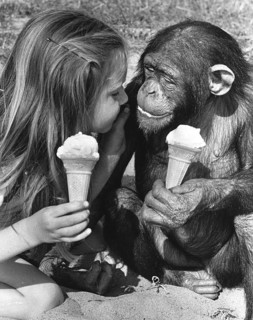 Chimpanzees and girls eat ice cream